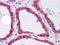 Heat Shock Protein Family A (Hsp70) Member 5 antibody, MA5-15619, Invitrogen Antibodies, Immunohistochemistry frozen image 