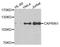 Cell Cycle Associated Protein 1 antibody, A7910, ABclonal Technology, Western Blot image 