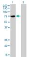 CBFA2/RUNX1 Partner Transcriptional Co-Repressor 2 antibody, H00009139-M15, Novus Biologicals, Western Blot image 