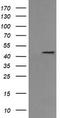 MEK1/2 antibody, TA506032, Origene, Western Blot image 