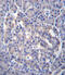Sestrin 3 antibody, 56-448, ProSci, Immunohistochemistry frozen image 