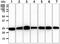 BCL2 Antagonist/Killer 1 antibody, MBS200178, MyBioSource, Western Blot image 