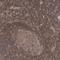 Abraxas 2, BRISC Complex Subunit antibody, PA5-58026, Invitrogen Antibodies, Immunohistochemistry frozen image 