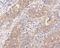 BCL2 Like 12 antibody, NBP2-80451, Novus Biologicals, Immunohistochemistry paraffin image 