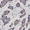 Regulator Of Calcineurin 1 antibody, LS-C333986, Lifespan Biosciences, Immunohistochemistry frozen image 