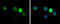 Hemoglobin Subunit Zeta antibody, GTX633545, GeneTex, Immunofluorescence image 