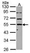 Kelch Domain Containing 4 antibody, PA5-30756, Invitrogen Antibodies, Western Blot image 