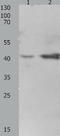LDL Receptor Related Protein Associated Protein 1 antibody, TA323026, Origene, Western Blot image 
