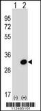 Secretagogin, EF-Hand Calcium Binding Protein antibody, 57-839, ProSci, Western Blot image 