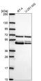 Poly(A) Binding Protein Interacting Protein 1 antibody, HPA073653, Atlas Antibodies, Western Blot image 