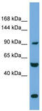 Exocyst Complex Component 1 antibody, TA344613, Origene, Western Blot image 