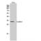 StAR Related Lipid Transfer Domain Containing 10 antibody, LS-C386202, Lifespan Biosciences, Western Blot image 