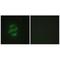 Cytochrome P450 Family 2 Subfamily J Member 2 antibody, A03128, Boster Biological Technology, Immunohistochemistry frozen image 