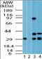 Fuzzy Planar Cell Polarity Protein antibody, orb96240, Biorbyt, Western Blot image 