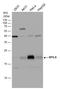 20 kDa myosin light chain antibody, GTX128785, GeneTex, Western Blot image 