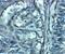 Solute Carrier Family 29 Member 2 antibody, NBP2-81984, Novus Biologicals, Immunohistochemistry frozen image 