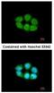 Solute Carrier Family 4 Member 1 Adaptor Protein antibody, NBP2-17014, Novus Biologicals, Immunofluorescence image 