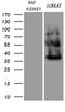 Fermitin Family Member 3 antibody, TA807993S, Origene, Western Blot image 