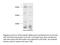 SET Domain Containing 2, Histone Lysine Methyltransferase antibody, 55377-1-AP, Proteintech Group, Western Blot image 