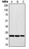 Mitotic Arrest Deficient 2 Like 1 antibody, orb214210, Biorbyt, Western Blot image 