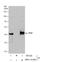 Serpin Family B Member 2 antibody, NBP1-33188, Novus Biologicals, Western Blot image 