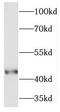 Pelota MRNA Surveillance And Ribosome Rescue Factor antibody, FNab06305, FineTest, Western Blot image 