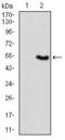 VAV1 antibody, GTX60621, GeneTex, Western Blot image 