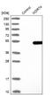 WD Repeat Domain 74 antibody, NBP2-38411, Novus Biologicals, Western Blot image 