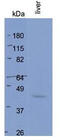 Betaine--Homocysteine S-Methyltransferase 2 antibody, TA346786, Origene, Western Blot image 