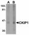 Pleckstrin Homology Domain Containing O1 antibody, LS-B5042, Lifespan Biosciences, Western Blot image 