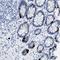 WD Repeat Domain 4 antibody, NBP1-86901, Novus Biologicals, Immunohistochemistry frozen image 