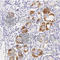 Integrin Subunit Alpha 6 antibody, A8025, ABclonal Technology, Immunohistochemistry paraffin image 