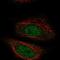 Zyg-11 Family Member A, Cell Cycle Regulator antibody, NBP2-57550, Novus Biologicals, Immunocytochemistry image 