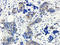 Hemoglobin Subunit Alpha 2 antibody, orb242554, Biorbyt, Immunohistochemistry paraffin image 