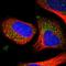 eIF-5A2 antibody, HPA029090, Atlas Antibodies, Immunofluorescence image 