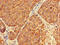 Period Circadian Regulator 3 antibody, CSB-PA017788LA01HU, Cusabio, Immunohistochemistry frozen image 