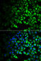 Cobalamin Binding Intrinsic Factor antibody, MBS129859, MyBioSource, Immunofluorescence image 