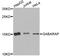 GABA Type A Receptor-Associated Protein antibody, A12568, ABclonal Technology, Western Blot image 