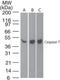 Caspase 7 antibody, NB100-56529, Novus Biologicals, Western Blot image 