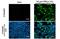 Interleukin 1 Beta antibody, GTX636887, GeneTex, Immunofluorescence image 