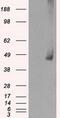 Mitogen-Activated Protein Kinase Kinase 1 antibody, GTX84168, GeneTex, Western Blot image 