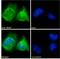 Acid Phosphatase, Prostate antibody, 42-484, ProSci, Enzyme Linked Immunosorbent Assay image 