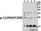 Claudin 4 antibody, A03683Y208, Boster Biological Technology, Western Blot image 