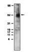 Sphingosine-1-Phosphate Receptor 4 antibody, orb108867, Biorbyt, Western Blot image 