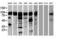 Transforming Acidic Coiled-Coil Containing Protein 3 antibody, LS-C172312, Lifespan Biosciences, Western Blot image 