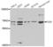 Polymeric Immunoglobulin Receptor antibody, abx004690, Abbexa, Western Blot image 