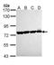 Heat Shock Protein Family A (Hsp70) Member 8 antibody, GTX111150, GeneTex, Western Blot image 
