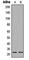 PTTG1 Interacting Protein antibody, abx121684, Abbexa, Western Blot image 