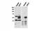 Cbl Proto-Oncogene C antibody, TA319195, Origene, Western Blot image 