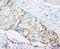 CD44 antibody, LS-C171691, Lifespan Biosciences, Immunohistochemistry frozen image 